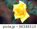 薔薇 96386510