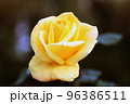 薔薇 96386511
