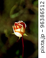 薔薇 96386512