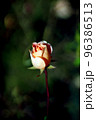 薔薇 96386513