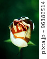 薔薇 96386514