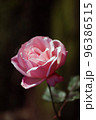 薔薇 96386515