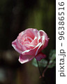 薔薇 96386516