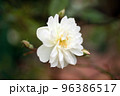 薔薇 96386517
