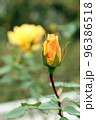 薔薇 96386518