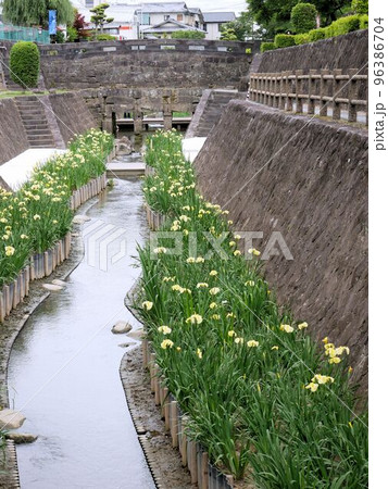 秋丸眼鏡橋周辺の黄色花しょうぶ 秋丸眼鏡橋周辺の黄色花しょうぶ 96386704