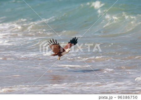 Eagle attacking prey on the seashore Eagle attacking prey on the seashore 96386750