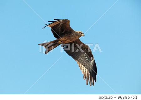 Eagle Flying in Clear Blue Sky Eagle Flying in Clear Blue Sky 96386751