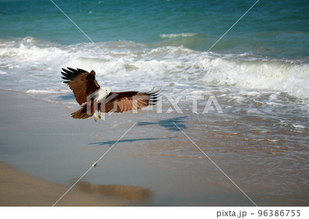 Eagle attacking prey on the seashore Eagle attacking prey on the seashore 96386755