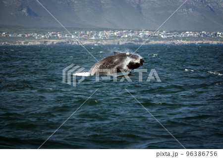 Southern smooth whale jumping out of the water 96386756