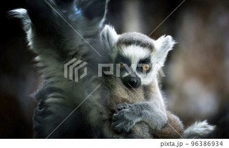 The child of the cat's lemur hugs the mother 96386934