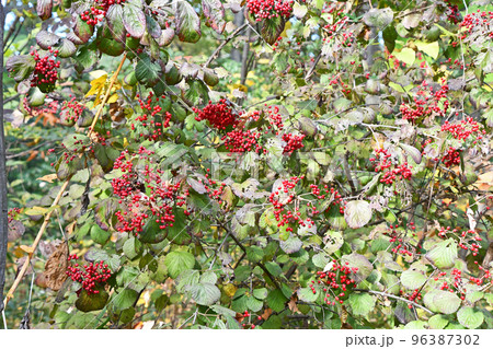 晩秋のガマズミ（莢蒾） 96387302