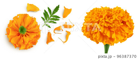 fresh marigold or tagetes erecta flower isolated on white background with full depth of field. Top view. Flat lay fresh marigold or tagetes erecta flower isolated on white background with full depth of field. Top view. Flat lay 96387370