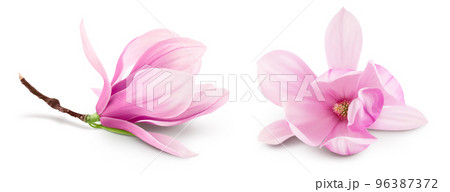 Pink magnolia flower isolated on white background with full depth of field Pink magnolia flower isolated on white background with full depth of field 96387372