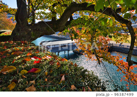 紅葉ー福井県庁 紅葉ー福井県庁 96387499