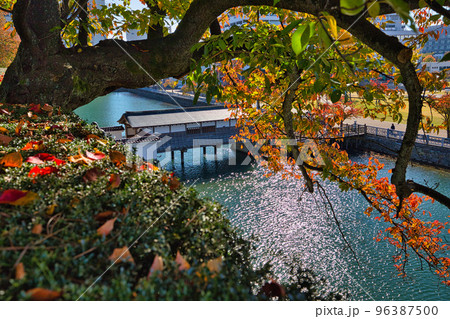紅葉ー福井県庁 紅葉ー福井県庁 96387500