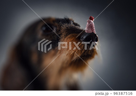 Little girl and giant dog 96387516