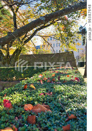 紅葉ー福井県庁 96387648