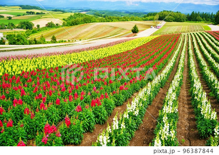 北海道美瑛町　四季彩の丘 96387844