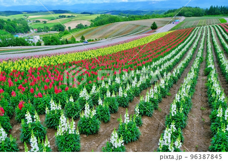 北海道美瑛町 四季彩の丘 北海道美瑛町 四季彩の丘 96387845