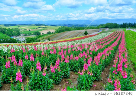 北海道美瑛町 四季彩の丘 北海道美瑛町 四季彩の丘 96387846