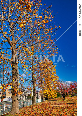 紅葉ー公園 紅葉ー公園 96388002