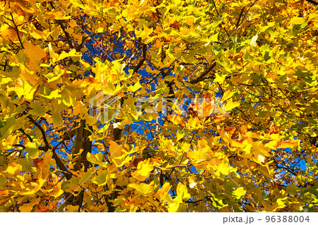 紅葉ー公園 紅葉ー公園 96388004