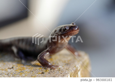 東北のサンショウウオ 96388181