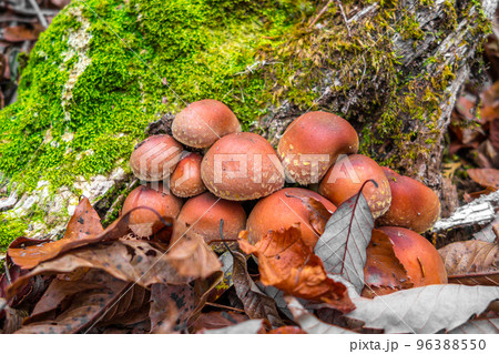 千ヶ峰～笠形山、仙人ハイク縦走路　（兵庫県多可郡多可町）※作品コメント欄に撮影位置 96388550