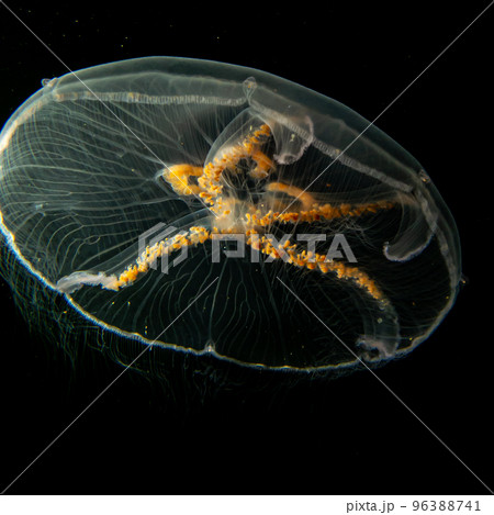 A close-up picture of a Moon jellyfish or Aurelia aurita with black seawater background 96388741