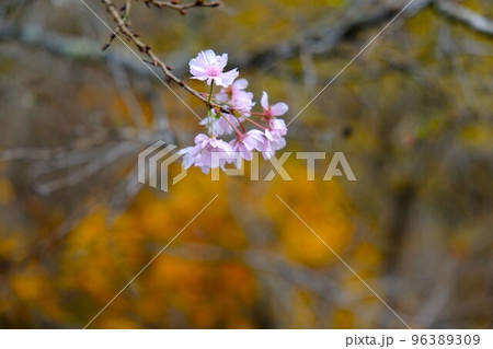 埼玉県飯能市のさわらびの湯付近に咲く十月桜と紅葉 96389309