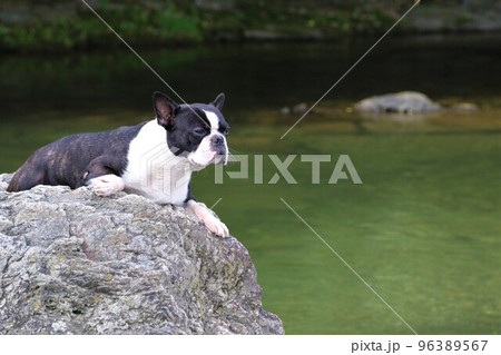 川遊びの人気スポットときがわ町の都幾川の岩の上から渓谷を眺める可愛いボストンテリアのマイティ君♡ 96389567