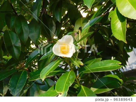 タイワンツバキの花 タイワンツバキの花 96389643