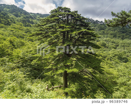 黄山松 / Huangshan pine 96389746