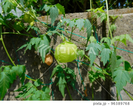 フウセンカズラの果実 96389768