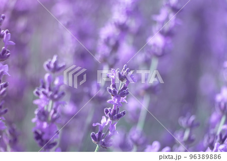 Lavender flower background with beautiful purple colors and boke 96389886