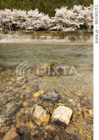 大堰川の流れと石垣と桜並木の春風景-2 96390251