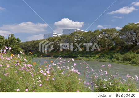 秋の快晴、コスモスが咲く対岸から入間リバーサイド桜並木を臨む 秋の快晴、コスモスが咲く対岸から入間リバーサイド桜並木を臨む 96390420