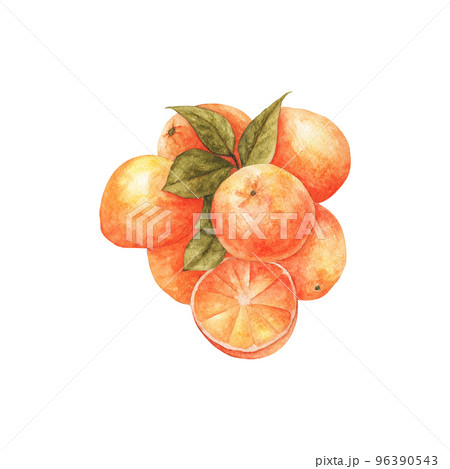 Fresh orange. Watercolor illustration. 96390543