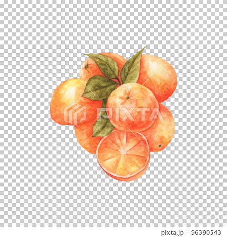Fresh orange. Watercolor illustration. 96390543