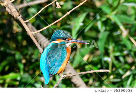 石神井公園のカワセミ 96390658