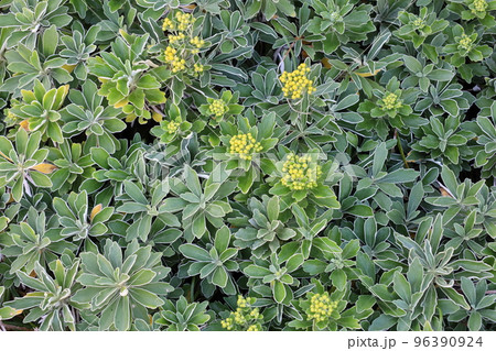 城ケ崎海岸のイワタイゲキ 96390924