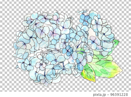 梅雨に咲くあじさい 96391228
