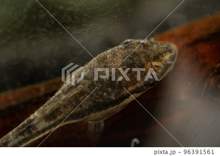アクアリウムの苔とり生体であるオトシンクルス 96391561