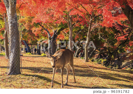 奈良公園の紅葉と鹿 奈良公園の紅葉と鹿 96391782