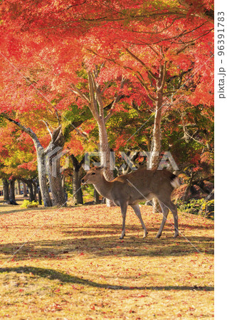 奈良公園の紅葉と鹿 奈良公園の紅葉と鹿 96391783
