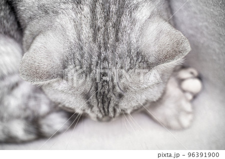 The cat is sleeping. Close-up of the muzzle of a sleeping cat with closed eyes. Against the backdrop of a light blanket. Favorite pets, cat food. The cat is sleeping. Close-up of the muzzle of a sleeping cat with closed eyes. Against the backdrop of a light blanket. Favorite pets, cat food. 96391900