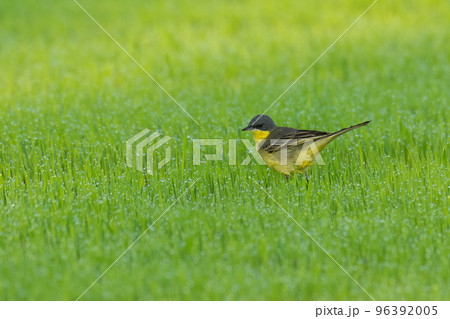 Eastern Yellow Wagtail perching in rice sprouts field 96392005