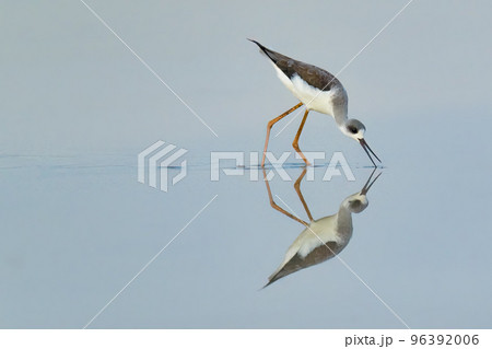 Black-winged Stilt wading in waterly pre-harvest empty rice field finding food 96392006