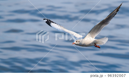 A seagull in flight with the background of sea water 96392007